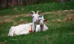 Leite de cabra: aspectos funcionais e benefícios para a saúde
