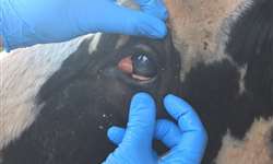 Embrapa: diagnóstico precoce de tumor ocular em bovinos evita metástase
