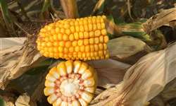 Embrapa: adoção de princípios básicos pode alavancar produção de milho