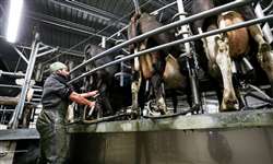 MS: produtores discutem tributos sobre o leite para melhoria do setor no Estado