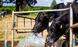 Pesquisa: resíduos agrícolas na dieta reduzem consumo de água em bovinos