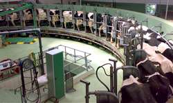 Produtor de leite pode usar Virginiamicina como melhorador de desempenho