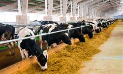 9 dicas para reduzir o custo com alimentação na produção de leite
