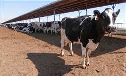 Você sabe como resfriar adequadamente suas vacas?