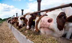O inverno chegou. Onde estão os alimentos para as nossas vacas leiteiras?