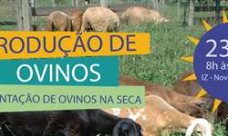 Secretaria de Agricultura realizará dia de campo no IZ sobre alimentação de ovinos na seca