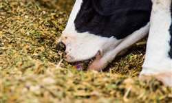 Redução da proteína bruta dietética para vacas em lactação avançada
