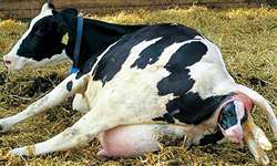 Retenção de placenta em vacas: o que é e como proceder