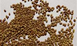Produção de sementes de alfafa no semiárido brasileiro