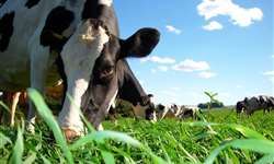 Diferimento de pastagens: programe a alimentação de suas vacas