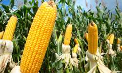 Previsões climáticas reforçam riscos para a produção de milho