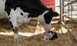Por que a incidência de doenças é alta em vacas em transição?