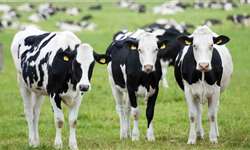 Como ocorre a hipocalcemia em vacas em transição?
