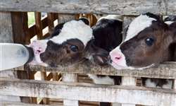 Bezerras mais pesadas nos primeiros 60 dias serão vacas mais produtivas
