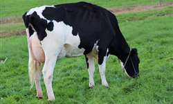 Avaliação da conformação para tipo em vacas da Raça Holandesa