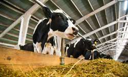 Como a pandemia afetou a dieta dos animais nas fazendas leiteiras do Brasil?