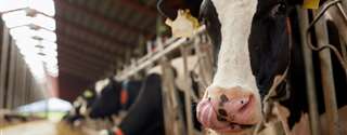 Magnésio: atenção a esse mineral crítico às vacas leiteiras
