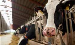 Magnésio: atenção a esse mineral crítico às vacas leiteiras