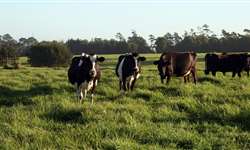 Vaca de pequeno pecuarista bate recorde de produção no Paraná
