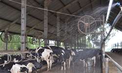 Resfriamento: respostas das vacas e uso de água e energia