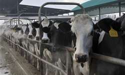 Vacas de alta produção ganham 10 dias de lactação com uso de facilitador de secagem do leite