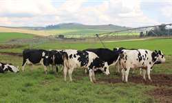 Sudoeste do Paraná aumentou produção de leite em 98% em 10 anos