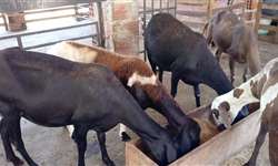 Ovelhas Santa Inês: perspectivas para produção de lácteos