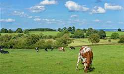 Como o Reino Unido reduziu as emissões do setor lácteo sem diminuir a produção