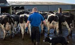 Momento para pecuária leiteira exige cautela do produtor