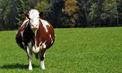 Aborto por Neospora caninum em bovinos: o essencial a saber
