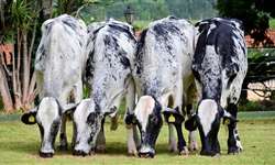 Vacas comendo menos e produzindo mais. É possível?