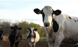 Estação meteorológica determina estresse por calor em vacas