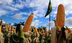China vai revolucionar mercado global de milho