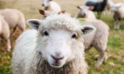 Como avaliar e conservar a qualidade do leite cru de ovelha?