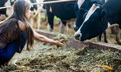 Retrospectiva 2020: nutrição de vacas leiteiras