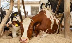 Tétano em bovinos: tudo que você precisa saber
