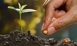 Legislação de sementes e mudas repercute no campo