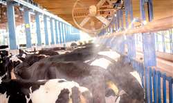Resfriar vacas melhora bem-estar animal e sustentabilidade