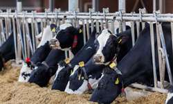 Micotoxinas em vacas: efeitos e aditivos inativadores