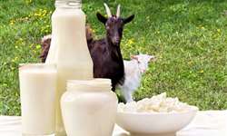 Programas terão ações para melhoria da qualidade do leite de cabra na Paraíba e Pernambuco