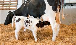 Casos de mastite clínica em vacas leiteiras podem afetar os índices reprodutivos?