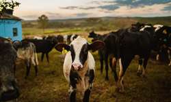 Importância da Moringa na alimentação de bovino leiteiro