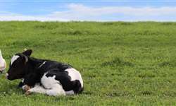 Pequeno produtor: é possível poupar tempo, decidir melhor e lucrar mais na pecuária de leite