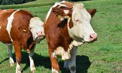 3 dicas para prevenir clostridiose na fazenda leiteira