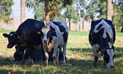 Infecções uterinas em vacas leiteiras