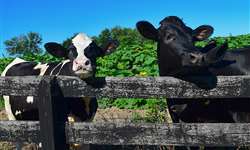 Medição do consumo de vacas permite identificar o cio com até seis horas de antecedência