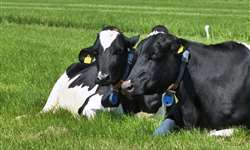Emissões de metano das fazendas leiteiras dos EUA estão em declínio