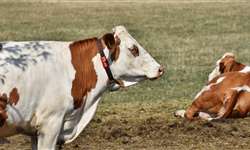 2 melhorias no rebanho leiteiro para bem-estar das vacas