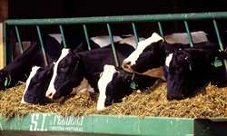 Erros na formulação de dieta para vacas