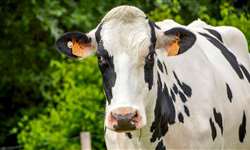 Zoneamento de risco climático na pecuária leiteira